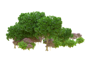 Tropical forest isolated on transparent background. 3d rendering - illustration png