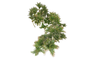 tropical floresta isolado em transparente fundo. 3d Renderização - ilustração png