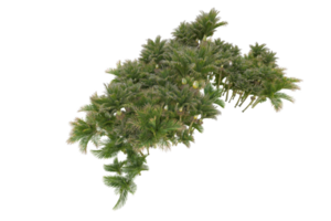 tropical floresta isolado em transparente fundo. 3d Renderização - ilustração png