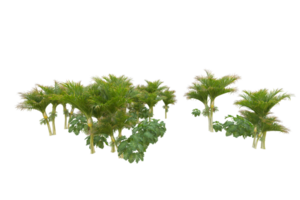 Tropical forest isolated on transparent background. 3d rendering - illustration png