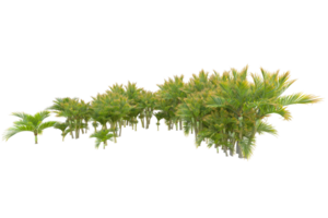 Tropical forest isolated on transparent background. 3d rendering - illustration png