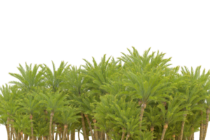 Tropical forest isolated on transparent background. 3d rendering - illustration png