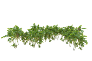 Tropical forest isolated on transparent background. 3d rendering - illustration png