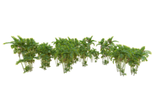 tropical forêt isolé sur transparent Contexte. 3d le rendu - illustration png