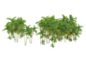 Tropical forest isolated on transparent background. 3d rendering - illustration png