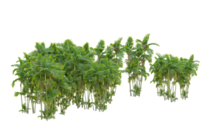 Tropical forest isolated on transparent background. 3d rendering - illustration png