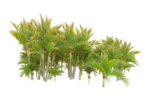 tropical forêt isolé sur transparent Contexte. 3d le rendu - illustration png