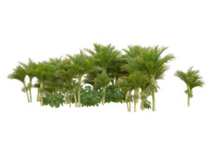 Tropical forest isolated on transparent background. 3d rendering - illustration png