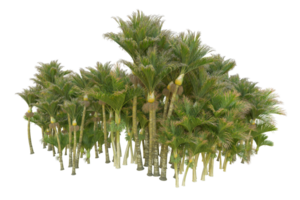 tropical forêt isolé sur transparent Contexte. 3d le rendu - illustration png