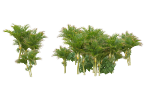 tropical forêt isolé sur transparent Contexte. 3d le rendu - illustration png