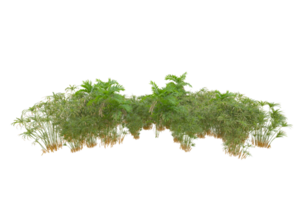 Tropical forest isolated on transparent background. 3d rendering - illustration png