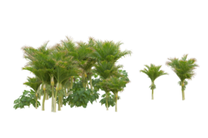 tropical forêt isolé sur transparent Contexte. 3d le rendu - illustration png