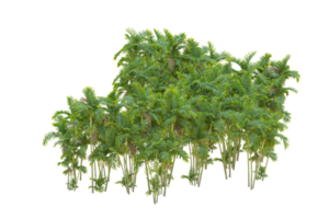 tropical floresta isolado em transparente fundo. 3d Renderização - ilustração png