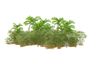 Tropical forest isolated on transparent background. 3d rendering - illustration png