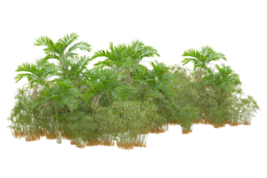 Tropical forest isolated on transparent background. 3d rendering - illustration png