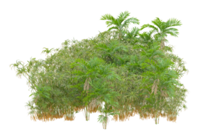 Tropical forest isolated on transparent background. 3d rendering - illustration png