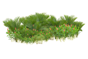 Tropical forest isolated on transparent background. 3d rendering - illustration png