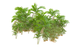 Tropical forest isolated on transparent background. 3d rendering - illustration png