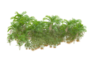 Tropical forest isolated on transparent background. 3d rendering - illustration png