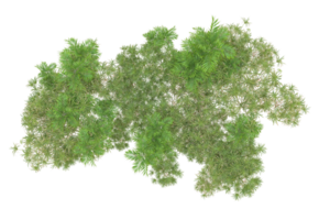 tropisch Wald isoliert auf transparent Hintergrund. 3d Rendern - - Illustration png