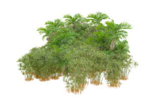 Tropical forest isolated on transparent background. 3d rendering - illustration png