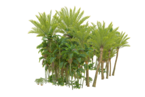 tropical floresta isolado em transparente fundo. 3d Renderização - ilustração png