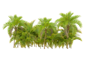 Tropical forest isolated on transparent background. 3d rendering - illustration png