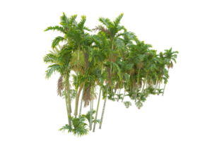 tropical floresta isolado em transparente fundo. 3d Renderização - ilustração png