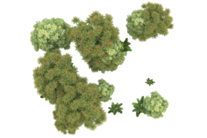 Realistic forest isolated on transparent background. 3d rendering - illustration png