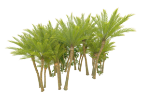 Realistic forest isolated on transparent background. 3d rendering - illustration png