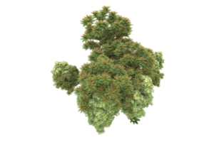 Realistic forest isolated on transparent background. 3d rendering - illustration png