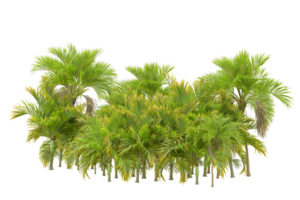 Tropical forest isolated on transparent background. 3d rendering - illustration png