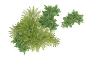 Realistic forest isolated on transparent background. 3d rendering - illustration png