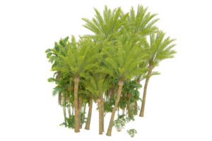 forêt réaliste isolée sur fond transparent. rendu 3d - illustration png