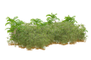 Tropical forest isolated on transparent background. 3d rendering - illustration png