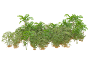 Tropical forest isolated on transparent background. 3d rendering - illustration png