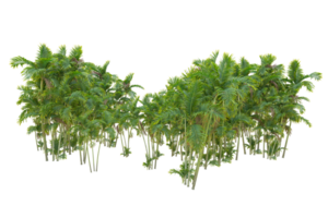 Tropical forest isolated on transparent background. 3d rendering - illustration png