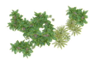 Realistic forest isolated on transparent background. 3d rendering - illustration png