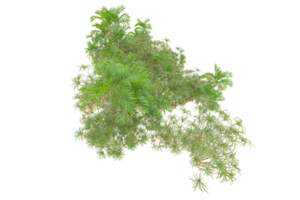 tropical forêt isolé sur transparent Contexte. 3d le rendu - illustration png