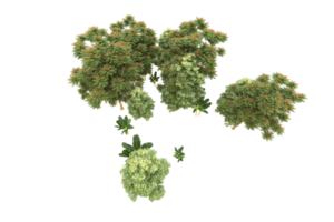 Realistic forest isolated on transparent background. 3d rendering - illustration png