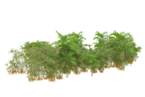 Tropical forest isolated on transparent background. 3d rendering - illustration png