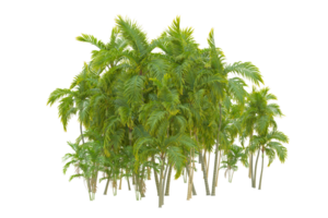 Tropical forest isolated on transparent background. 3d rendering - illustration png