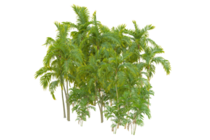 Tropical forest isolated on transparent background. 3d rendering - illustration png