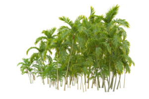 tropical forêt isolé sur transparent Contexte. 3d le rendu - illustration png