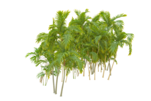 Tropical forest isolated on transparent background. 3d rendering - illustration png