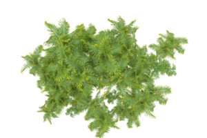 Tropical forest isolated on transparent background. 3d rendering - illustration png