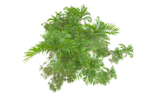 tropical forêt isolé sur transparent Contexte. 3d le rendu - illustration png