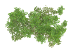 Tropical forest isolated on transparent background. 3d rendering - illustration png