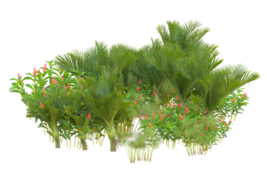 Tropical forest isolated on transparent background. 3d rendering - illustration png