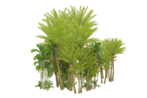 Tropical forest isolated on transparent background. 3d rendering - illustration png